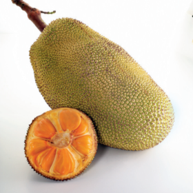 jackfruit1