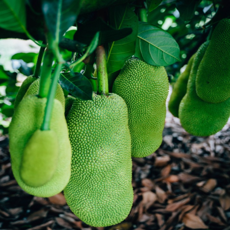 potential-cempedak-2