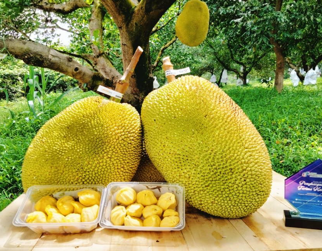 potential-jackfruit-1